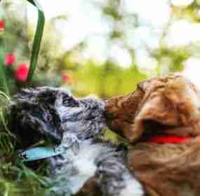 dog breeders