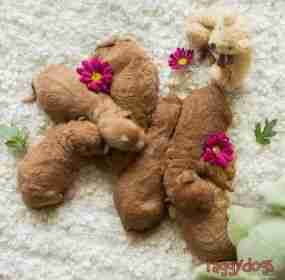 responsible dog breeders responsible dog breeders