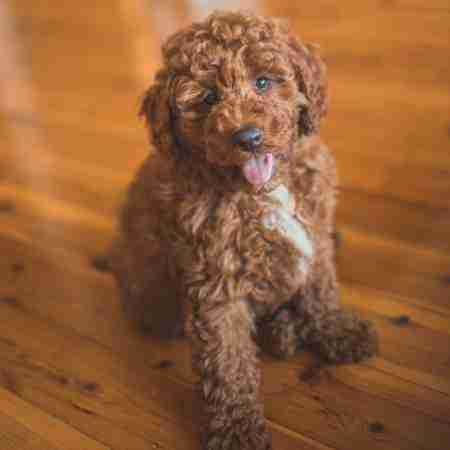 best cavoodle breeders