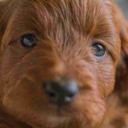 cavoodle breeders australia