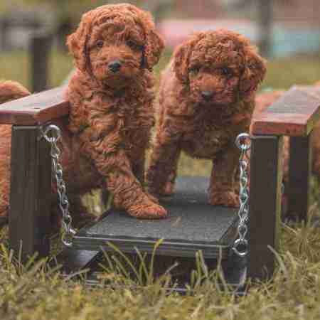 cavoodle breeders